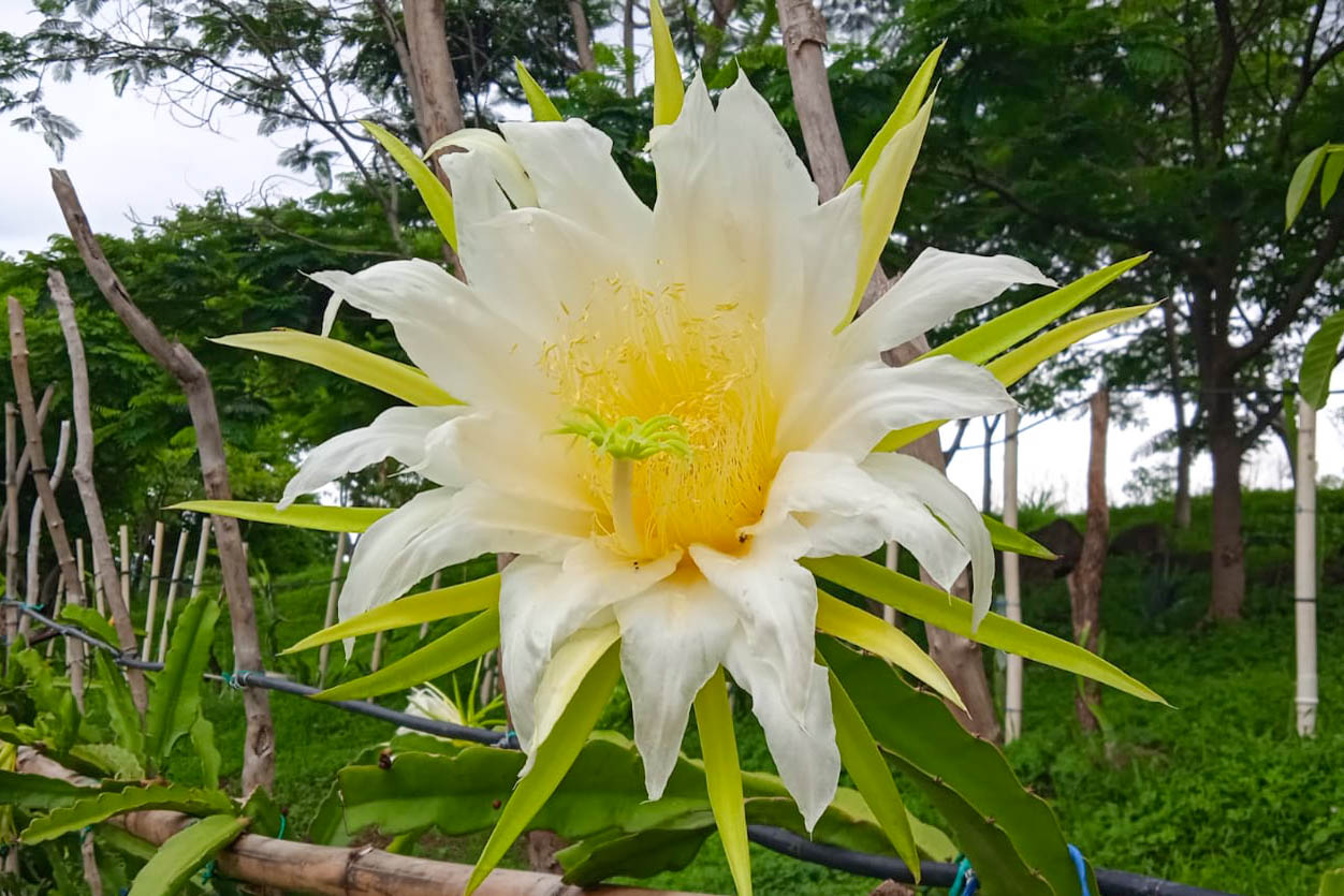 250623 Cultivan Zamora-1